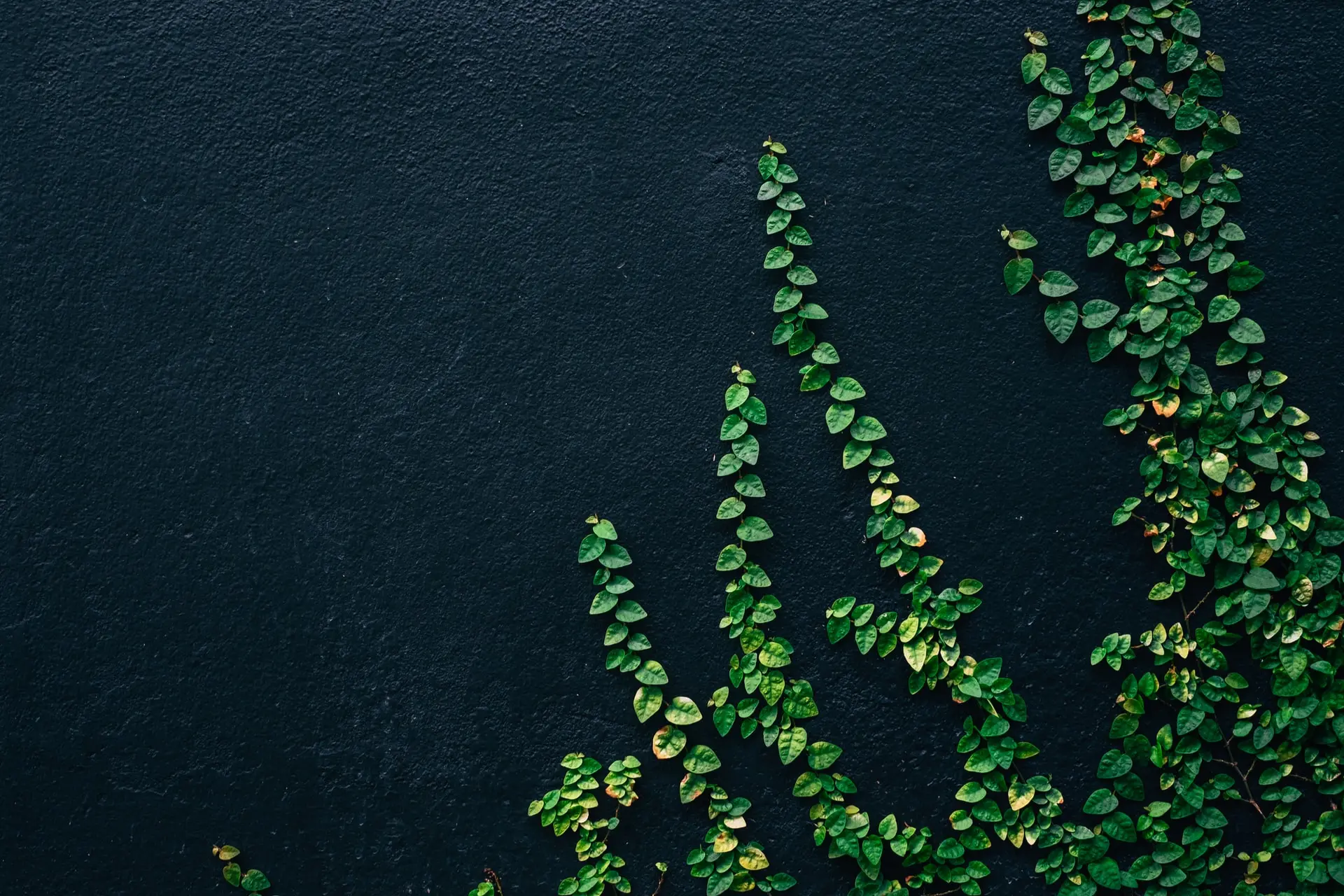 plantWall